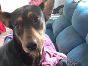 Cachorro raça SRD-ViraLata idade 2 a 6 meses nome Falar com Fernanda - Whats 73 98185-2036