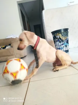 Cachorro raça SRD-ViraLata idade 2 a 6 meses nome Falar com Thais - Whats 11 98521-1307
