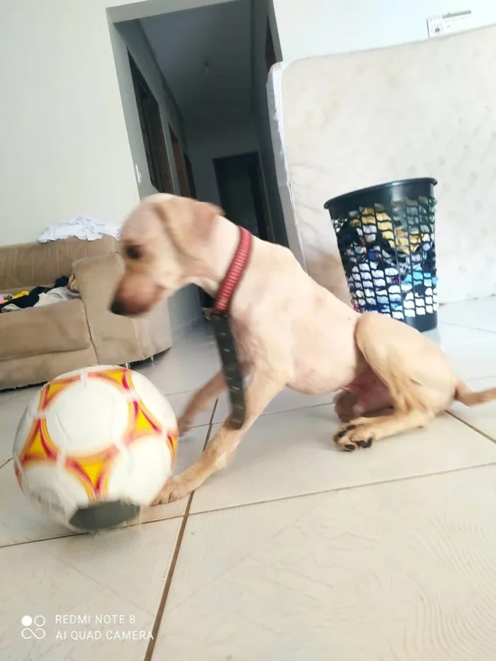 Cachorro ra a SRD-ViraLata idade 2 a 6 meses nome Falar com Thais - Whats 11 98521-1307