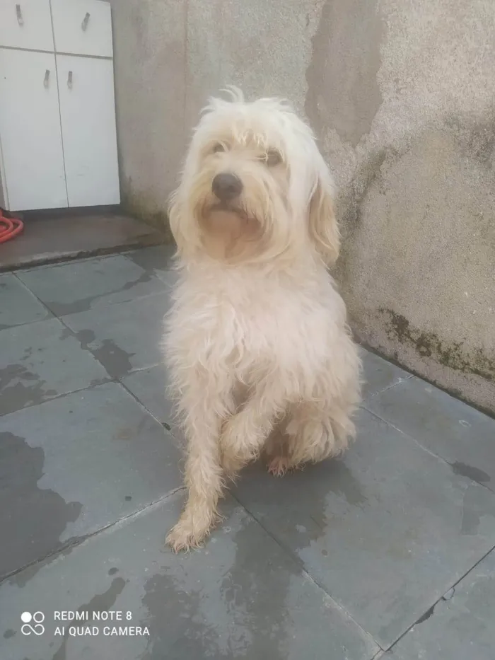 Cachorro ra a SRD-ViraLata idade 2 a 6 meses nome Falar com Thais - Whats 11 98521-1307