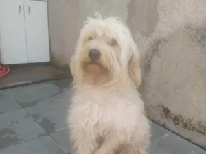 Cachorro raça SRD-ViraLata idade 2 a 6 meses nome Falar com Thais - Whats 11 98521-1307