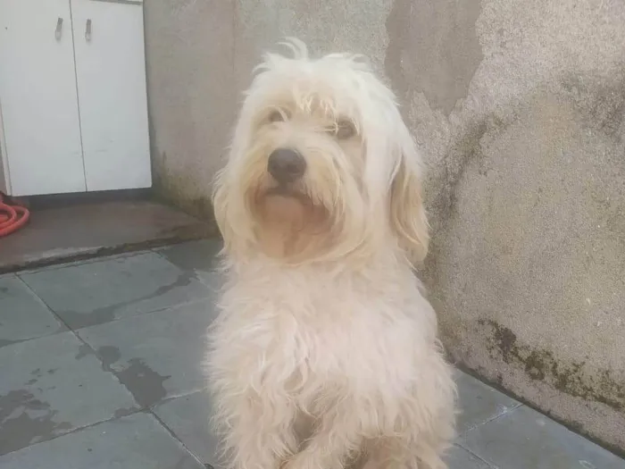 Cachorro ra a SRD-ViraLata idade 2 a 6 meses nome Falar com Thais - Whats 11 98521-1307