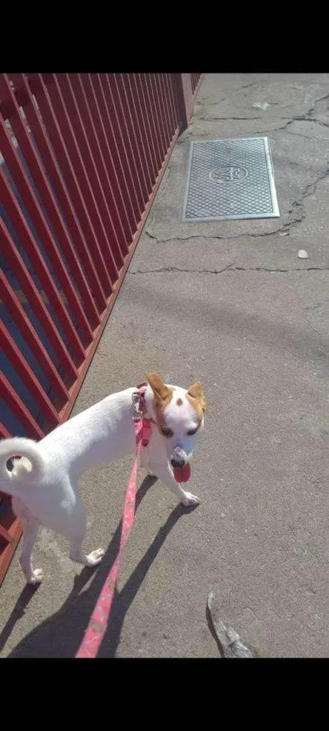 Cachorro ra a SRD-ViraLata idade 2 a 6 meses nome Falar com Quezia - Whats 11 94024-0495