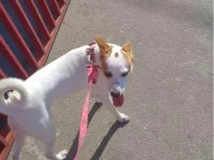 Cachorro raça SRD-ViraLata idade 2 a 6 meses nome Falar com Quezia - Whats 11 94024-0495