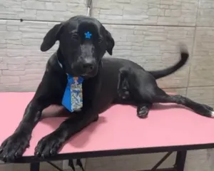 Cachorro raça SRD-ViraLata idade 2 a 6 meses nome Falar com Wellington - Whats 11 99316-2880