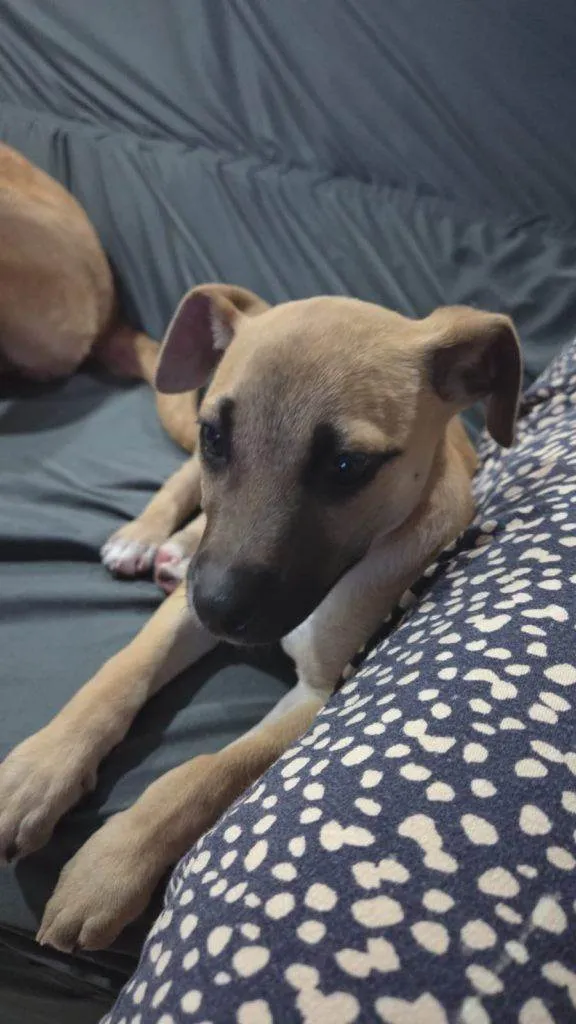 Cachorro ra a SRD-ViraLata idade Abaixo de 2 meses nome Falar com Laura - Whats 11 94725-6686