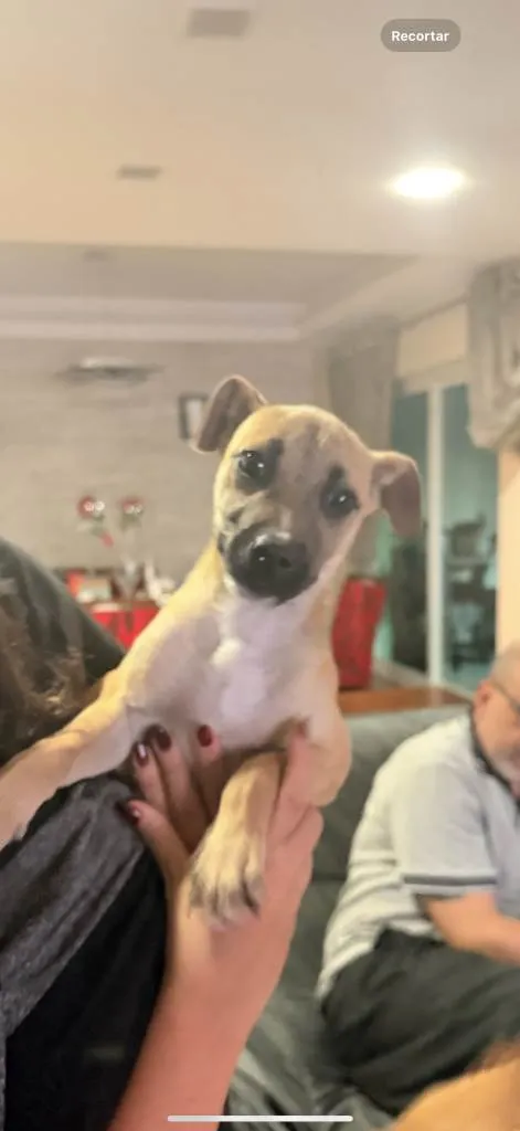 Cachorro ra a SRD-ViraLata idade Abaixo de 2 meses nome Falar com Laura - Whats 11 94725-6686