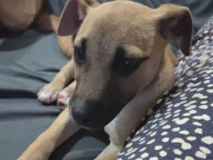 Cachorro raça SRD-ViraLata idade Abaixo de 2 meses nome Falar com Laura - Whats 11 94725-6686