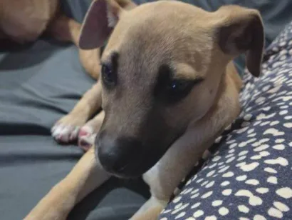 Cachorro raça SRD-ViraLata idade Abaixo de 2 meses nome Falar com Laura - Whats 11 94725-6686