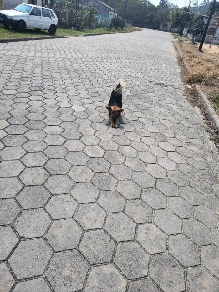 Cachorro ra a SRD-ViraLata idade 3 anos nome Preto