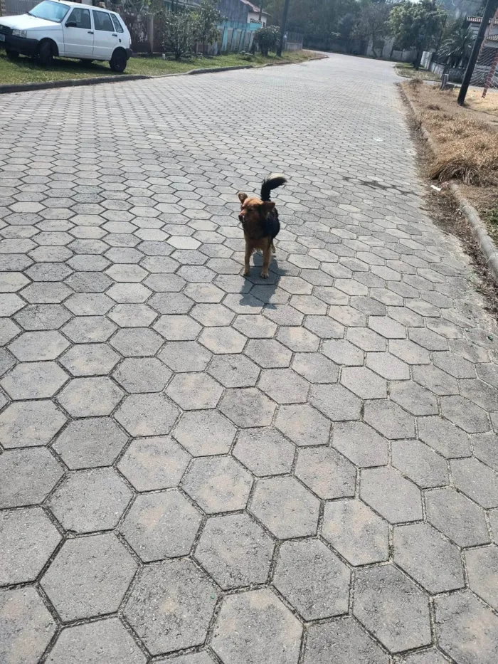 Cachorro ra a SRD-ViraLata idade 3 anos nome Preto