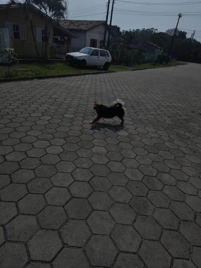 Cachorro ra a SRD-ViraLata idade 3 anos nome Preto