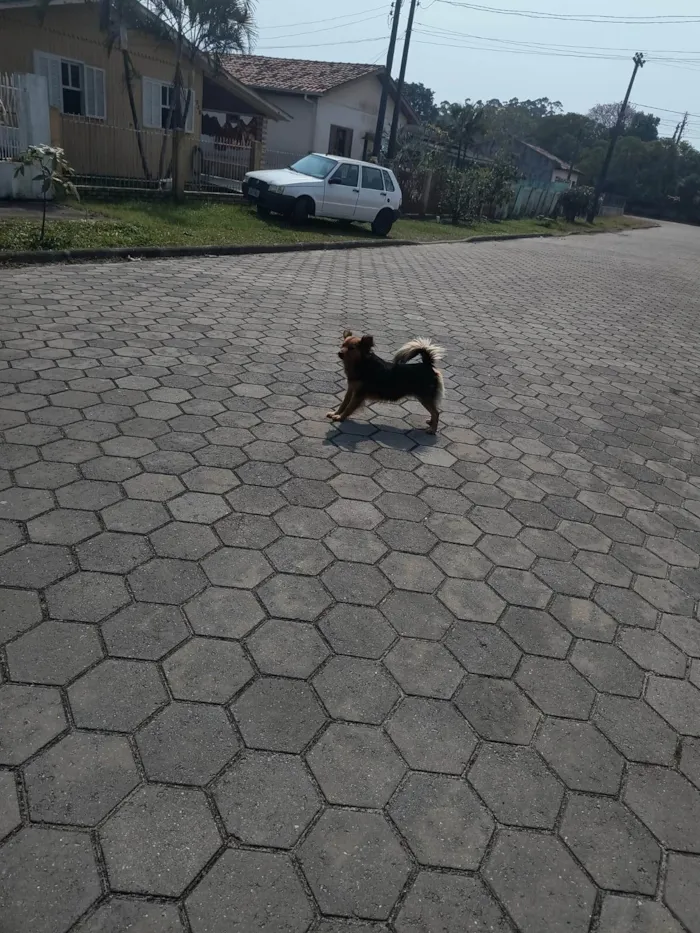 Cachorro ra a SRD-ViraLata idade 3 anos nome Preto