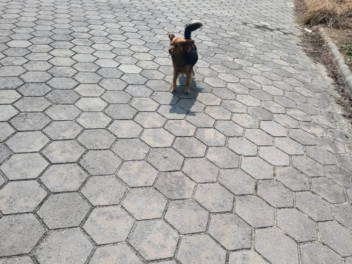 Cachorro ra a SRD-ViraLata idade 3 anos nome Preto
