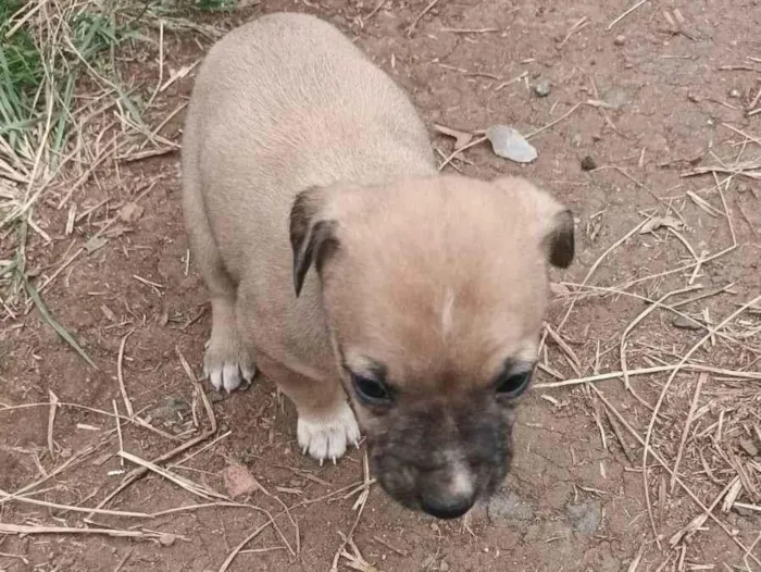Cachorro ra a SRD-ViraLata idade Abaixo de 2 meses nome Sem nome