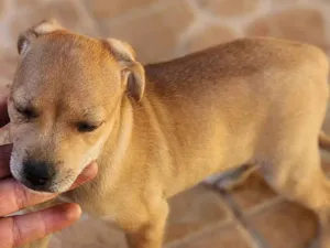 Cachorro raça SRD-ViraLata idade 2 a 6 meses nome Caramelo