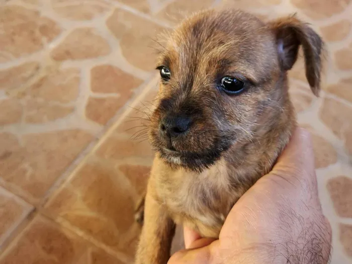 Cachorro ra a SRD-ViraLata idade 2 a 6 meses nome Rajado