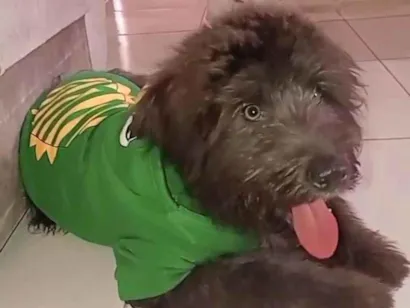 Cachorro raça Poodle idade 4 anos nome Tobby