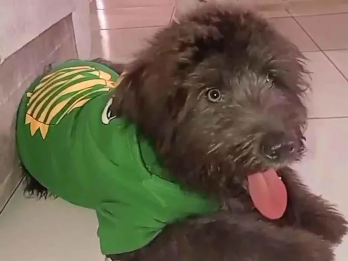 Cachorro ra a Poodle idade 4 anos nome Tobby