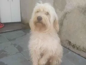 Cachorro raça SRD-ViraLata idade 2 a 6 meses nome Falar com Thais - Whats 11 98521-1307