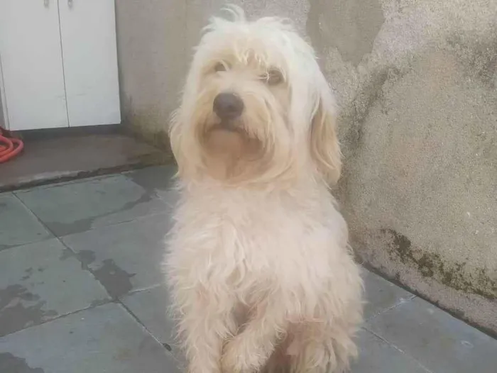 Cachorro ra a SRD-ViraLata idade 2 a 6 meses nome Falar com Thais - Whats 11 98521-1307
