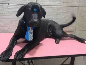 Cachorro raça SRD-ViraLata idade 2 a 6 meses nome Falar com Wellington - Whats 11 99316-2880