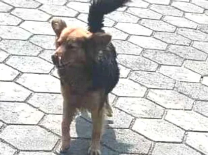 Cachorro raça SRD-ViraLata idade 3 anos nome Preto