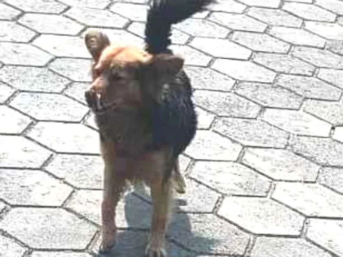 Cachorro ra a SRD-ViraLata idade 3 anos nome Preto