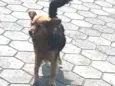 Preto