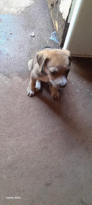 Cachorro raça SRD-ViraLata idade 2 a 6 meses nome Esperança 