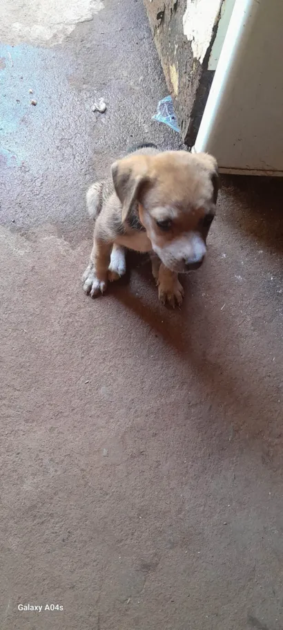 Cachorro raça SRD-ViraLata idade 2 a 6 meses nome Esperança 
