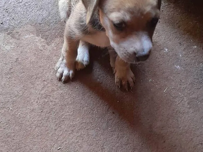 Cachorro ra a SRD-ViraLata idade 2 a 6 meses nome Esperança 