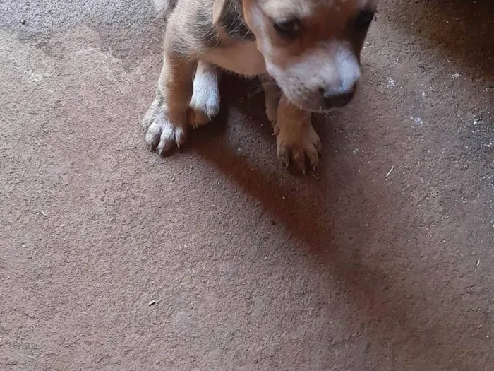 Cachorro ra a SRD-ViraLata idade 2 a 6 meses nome Esperança 