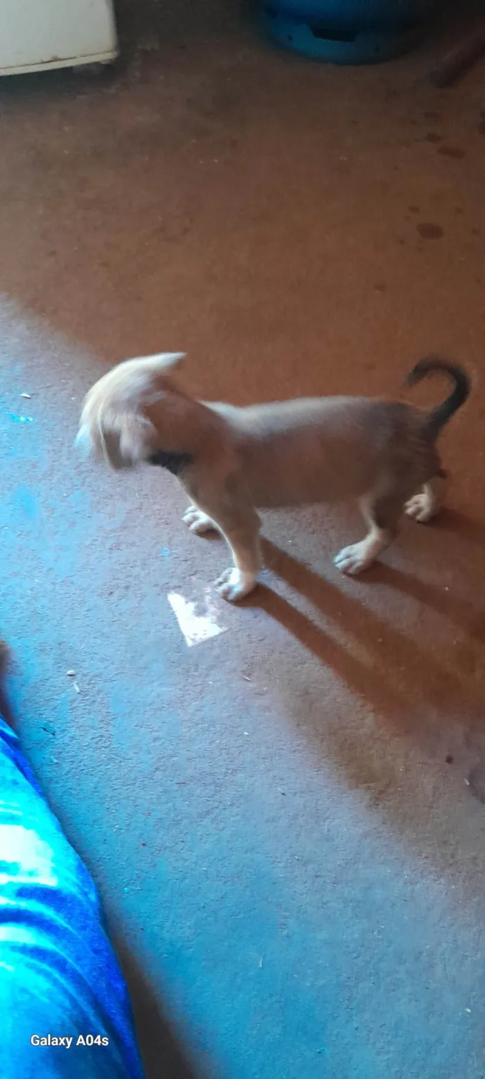 Cachorro ra a SRD-ViraLata idade 2 a 6 meses nome Esperança 
