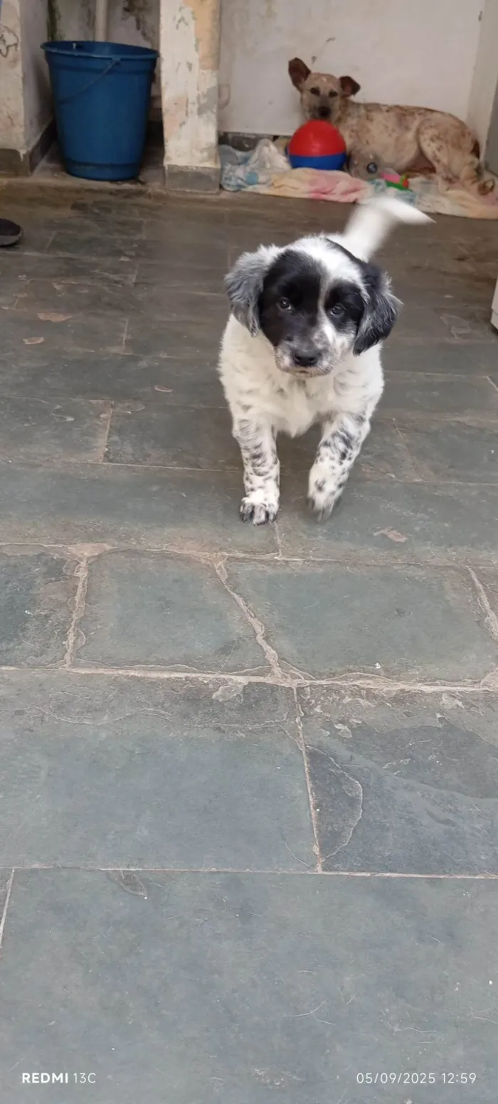 Cachorro ra a SRD-ViraLata idade 2 a 6 meses nome Sem nome 