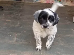 Cachorro raça SRD-ViraLata idade 2 a 6 meses nome Sem nome 