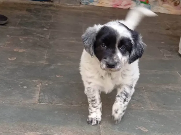 Cachorro ra a SRD-ViraLata idade 2 a 6 meses nome Sem nome 