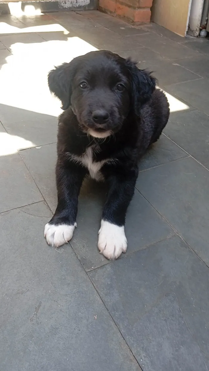 Cachorro ra a SRD-ViraLata idade Abaixo de 2 meses nome Sem nome 