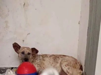 Cachorro raça SRD-ViraLata idade 1 ano nome Branquinha 