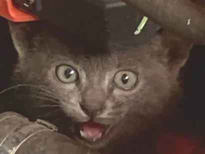 Gato raça American Shorthair idade Abaixo de 2 meses nome Sem nome