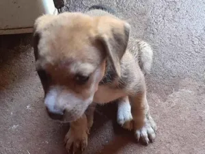 Cachorro raça SRD-ViraLata idade 2 a 6 meses nome Esperança 