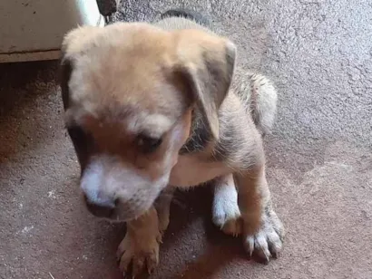 Cachorro raça SRD-ViraLata idade 2 a 6 meses nome Esperança 