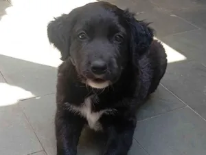 Cachorro raça SRD-ViraLata idade Abaixo de 2 meses nome Sem nome 