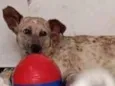 Branquinha 
