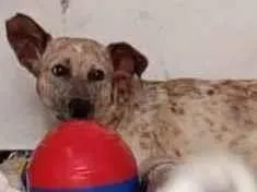 Cachorro ra a SRD-ViraLata idade 1 ano nome Branquinha 