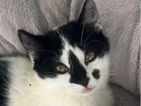 Gato ra a SRD-ViraLata idade 2 a 6 meses nome Nick 