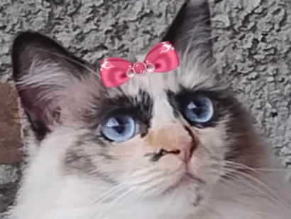 Gato raça SRD-ViraLata idade 1 ano nome Pérola 
