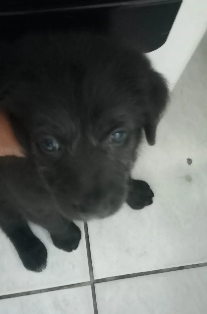 Cachorro ra a SRD-ViraLata idade 2 a 6 meses nome Sem nome 