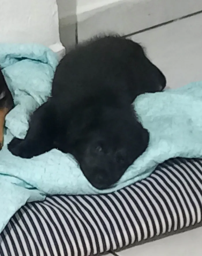 Cachorro ra a SRD-ViraLata idade 2 a 6 meses nome Sem nome 
