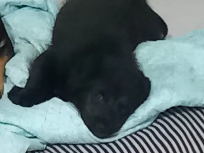Cachorro raça SRD-ViraLata idade 2 a 6 meses nome Sem nome 